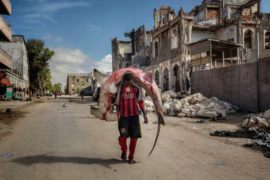Sawir kayd ah: A man carries a huge hammerhead through the streets of Mogadishu