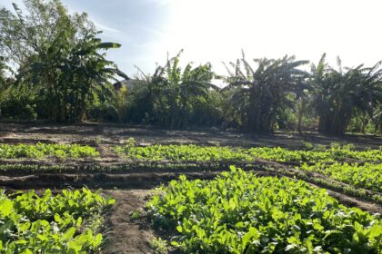 Sawir kayd ah: Afgoi Farms, Lower Shabelle Somalia