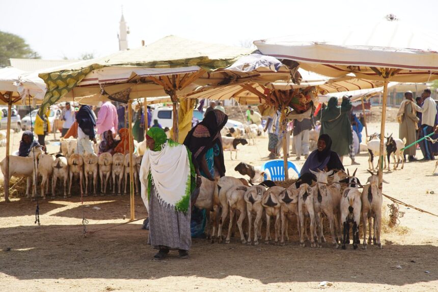 Sawir kayd ah: Hargeisa Cattle Market